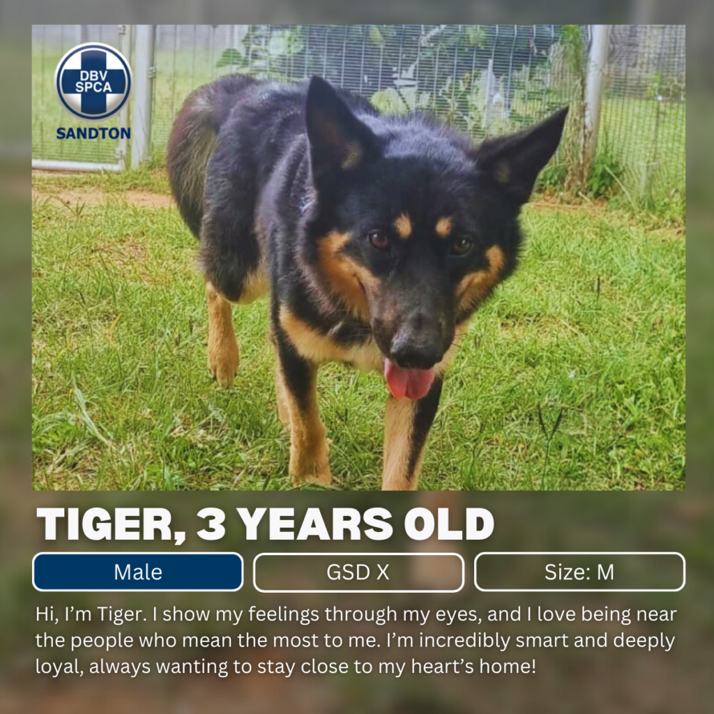 Spax Tiger Tiger | Sandton SPCA
